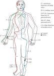 라이프 스킬에 있는 wer skxkd님의 핀 | 지압, 반사요법, 침술