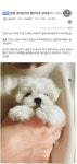 사장님 강아지예요?