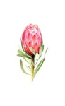 Tulips Watercolor, 튤립수채화