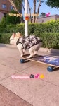 shuffle dance. 스텝 기본기를 응용한 셔플댄스 루틴