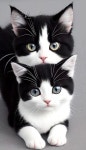 Gifts For Cat Lovers Ornament Coisas para comprar에 있는 핀