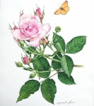 보타니컬아트 #보타니컬아트레슨 #홍대취미미술 #식물세밀화 #꽃그림#스페이스림 #색연필화 #botanicalportraits... 