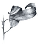 step by step] Drawing Fruit bowl - Basic Pencil drawing process 과일 그릇 그리기 과정 - 기초 연필 데생 드로잉 