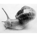 정물 소묘 기초