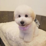 좋아요 711개, 댓글 16개 - Instagram의 한국꼬똥켄넬(꼬똥분양) 010-8563-0779(@fokolona)님: 조금전 뽀미 견주분께서 첫미용 사진... 