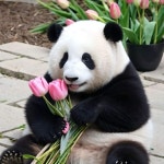 Pin by Beauty soogi on 바오네가족🐼 and 팬더 | Panda, Family, Bao