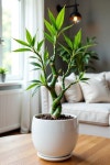 Pin by 배진화 on 민화 in 2025 | Indoor jungle, Plants, Indoor