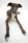 running dog - Google 검색