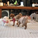 너무 빨라서 잡을 수 없는 강아지