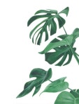 Hellebore flowers by i.banh Hellebore flowers by i.banh | 오일 파스텔 아트, 오일 파스텔 드로잉, 파스텔 아트
