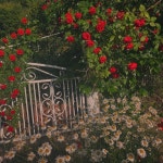 비밀의 화원 secret garden