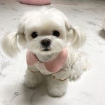 ★ JunyBell 펫 뷰티 패션 브랜드샵 쥬니벨 Pet fashion beauty shop JunyBell♥