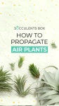 DIY Macrame Air Plant Hanger / 마크라메 이오난사 행거 / Suspensión Macrame Air Plant DIY Macrame Air Plant Hanger for... 