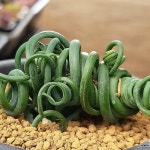 식스테일 알로라