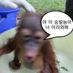 원숭이