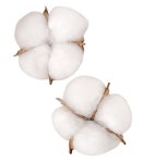 목화작물, 면화, 농작물, 희다 PNG 일러스트 및 이미지 에 대한 무료 다운로드 - Pngtree