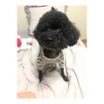 좋아요 14.7천개, 댓글 310개 - Instagram의 [햄지]Hamzy(@hamzy_1990)님: 까꿍❣️ 짜장이 미용했어요🐶