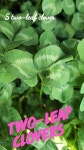 한잎클로버인가 두잎클로버인가?(Clover Collection L1 or L2?)