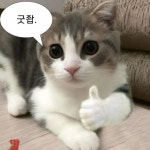 귀여운 고양이 짤