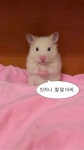 다람쥐 웃긴 짤