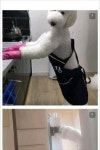 스탠다드 푸들