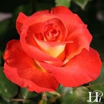 Pin page 꽃, 아름다운 장미, 장미