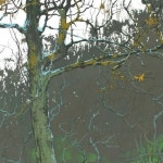 풍경소묘에 있는 강나루님의 핀 | 나무 그림, 풍경 사진, 그림