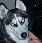 안 입는 티셔츠 리폼해서 나시 만듦 ((팔만 잘랐다))