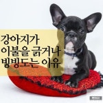 강아지 귀 청소 4단계 방법 귀 청소 주기 | 2025 펫리코