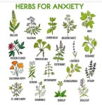 분경으로 많이 이용되는 마취목 Pin on 식물