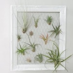 대구 마크라메 전문 공방 / 색실공작소 sur Instagram : « .............. 기본 물방울행잉과 틸란드시아 행거에요. . 워낙 기본스타일이라 심플하게... 