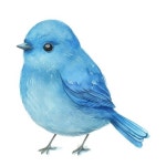 파랑새 사진 컬렉션, 파랑새, 자연, 새 종 PNG 일러스트 및 이미지 에 대한 무료 다운로드 - Pngtree