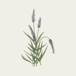 Pin page Pin by 홍란 강 on 서예 | Abc