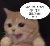 기여운 쨜 임티에 있는 YR J님의 핀 | 동물 말장난, 귀여운 동물 밈, 동물 밈