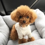 Pin page 댕스마스🐶 on Instagram: 코오코오..🐷🐻💤 예뿐 쿠션에서 행복한 낮잠 타임🤍 🐶아랑이👇 @arang2o_o... 