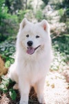 40 Hilariously Wholesome Dog Ratings To Brighten Up Your Day (New Pics) 50 Pics Of Dorky Dogs That People Just Had To Share | 웃긴 개... 
