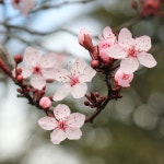 Pin page 벚꽃, cherry blossoms | Beautiful landscapes, Beautiful nature, Landscape