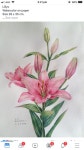제주도 카멜리아 힐에서 본 동백꽃 Pin van 안혜숙 op 꽃 | Botanische illustratie, Bloemen, Planten