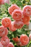 Pin page Geranio에 있는 Andréia de Paula Cota님의 핀 | 제라늄, 꽃 화분