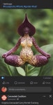 Pin page Succulents and houseplants에 있는 Charlene Schafer님의 핀 | 식물학