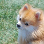Pin page 밍키 #포메라니안 #pomeranian #펫토그래피 #애견스튜디오 #반려견촬영 #강아지촬영 #반려견 #반려동물 #pet... 