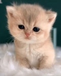 jiayi Pin by 상희 on profile | Pretty cats, Cute cats photos, Silly cats pictures