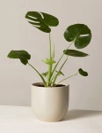 Pin page Pin by Jung Da Hyeon on 가드닝,센터피스 | Flower packaging, Flower therapy, Planting flowers