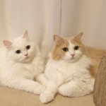 코코 | COCO di Instagram Decided to do two posts a day!! Because i have too much coco pics that i really want to post... 