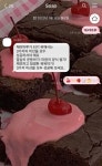 핑크 체리 카톡테마