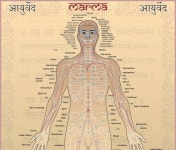 marma의 최고 인기 이미지 10개 | 침술, 마사지 요법 및 건강 marma