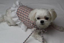 반팔 셔츠 소매로 강아지 원피스 만들기 shirts reform - 2021 | 강아지, 강아지 옷, 반팔