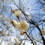 매화 Épinglé par kyoung1 sur Flower