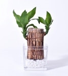 。THE_K 울산인테리어,수경재배! Plant 플랜테리어 어렵지않아요 | 식물