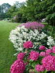 plants I like에 관한 102개의 최상의 Pinterest 이미지 plants I like